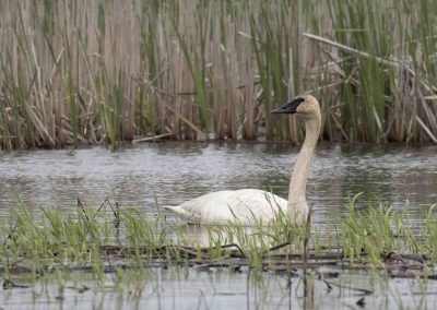 Trumpeter swan. Photo by B Bartel