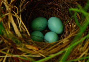 Veery Nest. Photo by Joshua Mayer.