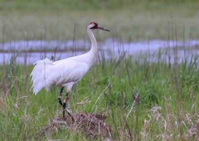 whopping crane. Photo by B Bartel