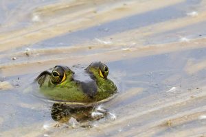 Photo of green frog peaking up out of the water. Photo taken by Bruce Bartel