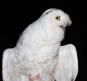 Photo of Austin, a young male snowy owl that was outfitted with a tracker as part of NRF's support of Project SNOWStorm