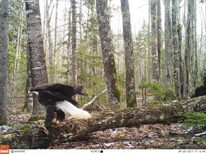 A bald eagle lands in front of one of our cameras on Madeline Island.