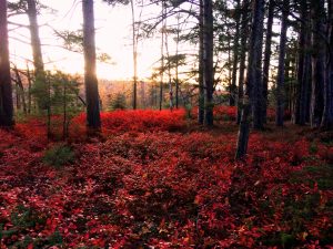 Crimson autumn foliage from wild blueberry on Madeline Island. Photo captured by wildlife camera.