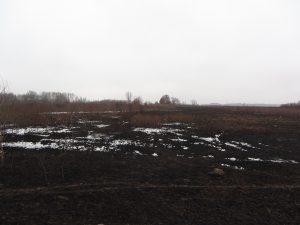 Faville Prairie prior to restoration Jan 2018