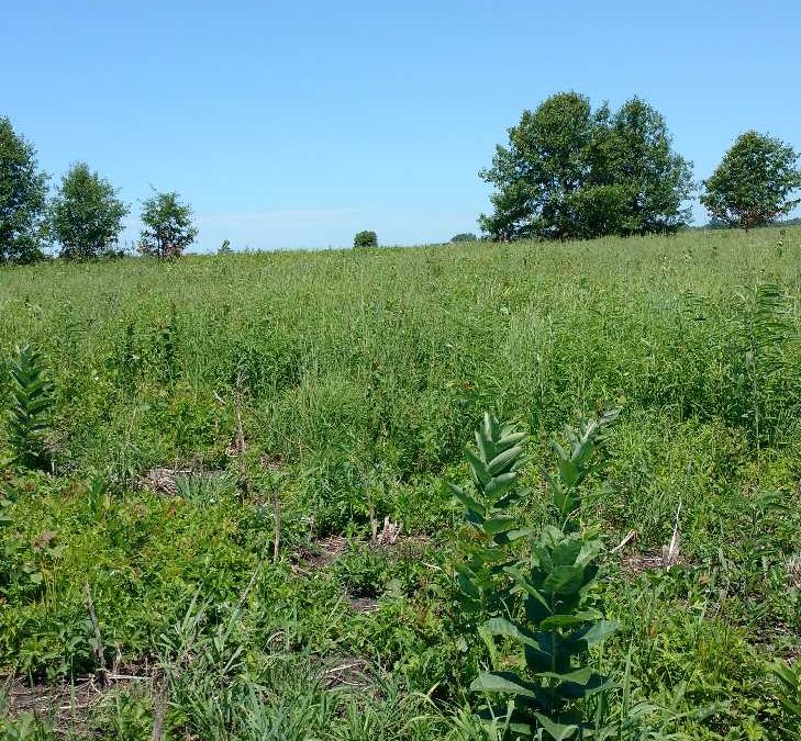 Faville Prairie July2018 as native prairie plants return