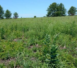 Faville Prairie July2018 as native prairie plants return
