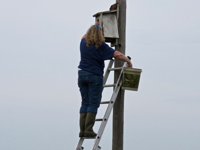 The side of the nest box is opened and the chicks still downy are taken out of the side of the box and placed in the plastic pail for evaluation on the ground.