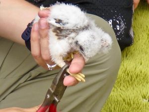 Placing the aluminum numbered leg band. These numbers are sent to a national register in Denver. Some of the birds banded in this area have been found later in this same area, but also in other parts of the country.