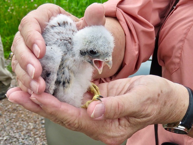 Kestrel Banding with the Natural Resources Foundation of Wisconsin