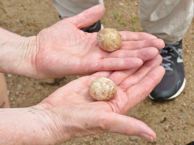 This photo shows the typical size and coloration of kestrel eggs. These eggs were probably not fertilized and never hatched.
