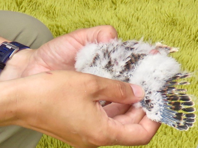 Female kestrels, like this chick, have brown primary feathers.