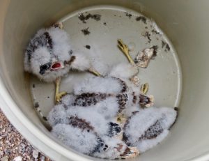 This nest box had five chicks. One was particularly vocal, but they were all calm.