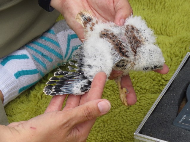 Male chicks have blue primary feathers.