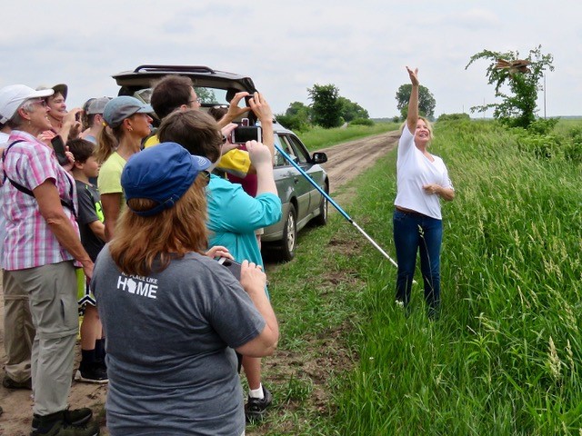 Releasing the adult kestrel.