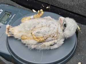 Each chick is weighed and checked over.