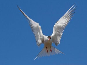 Common tern. Photo by Carrol Henderson.