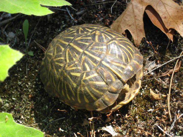 Ornate Box Turtle. Photo by Matt Zine.