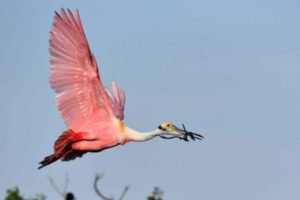 Roseae spoonbill. Image by Paul Regnier Door County Tours