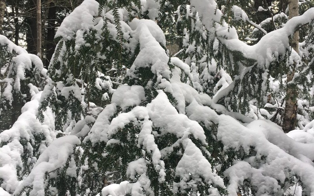 Hemlock with Snow. Photo by Caitlin Williamson