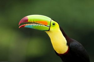 close up of a toucan