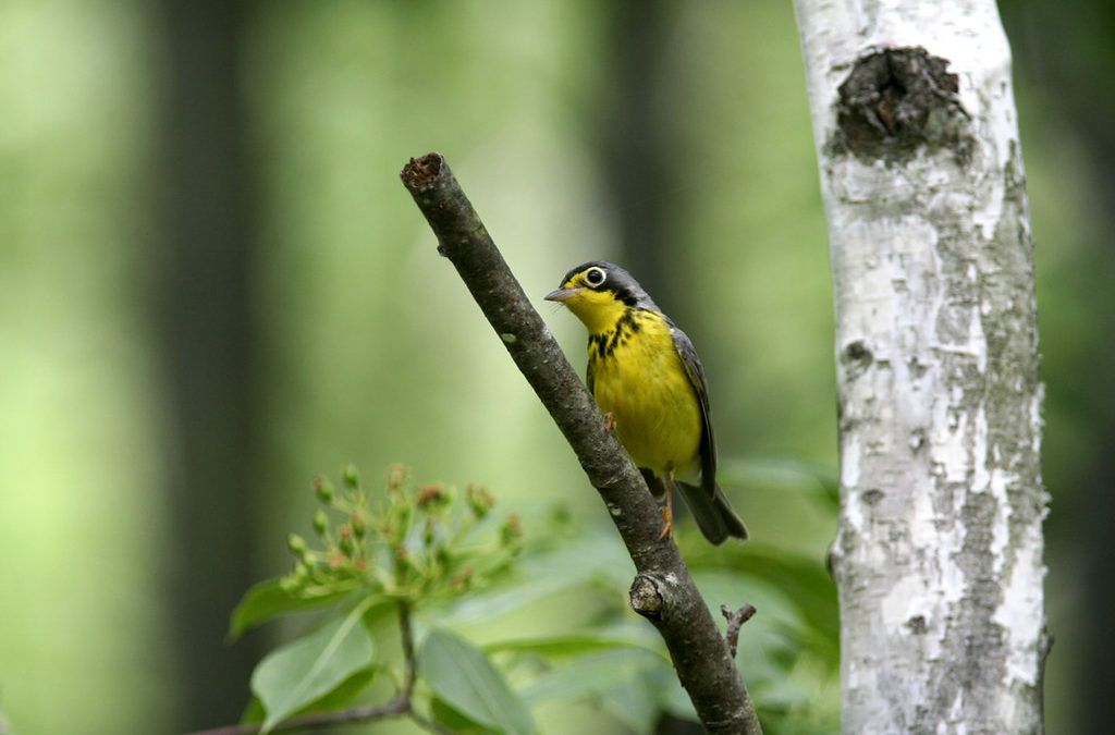 Hundreds of ‘Birdathonners’ Raise Funds for Bird Conservation Efforts in Wisconsin