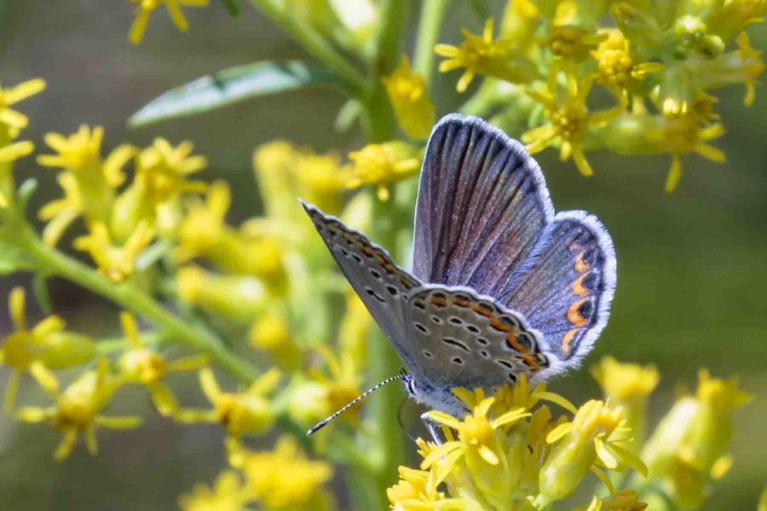 Wisconsin Pollinator Protection Fund to support native WI pollinators