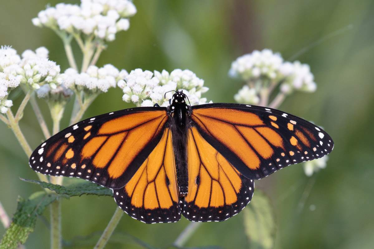 Monarch By Bruce Bartel 2018