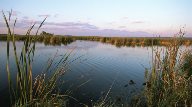 Horicon Marsh USFWS 768x530