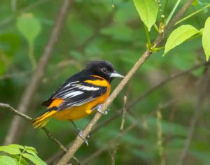 Baltimore oriole