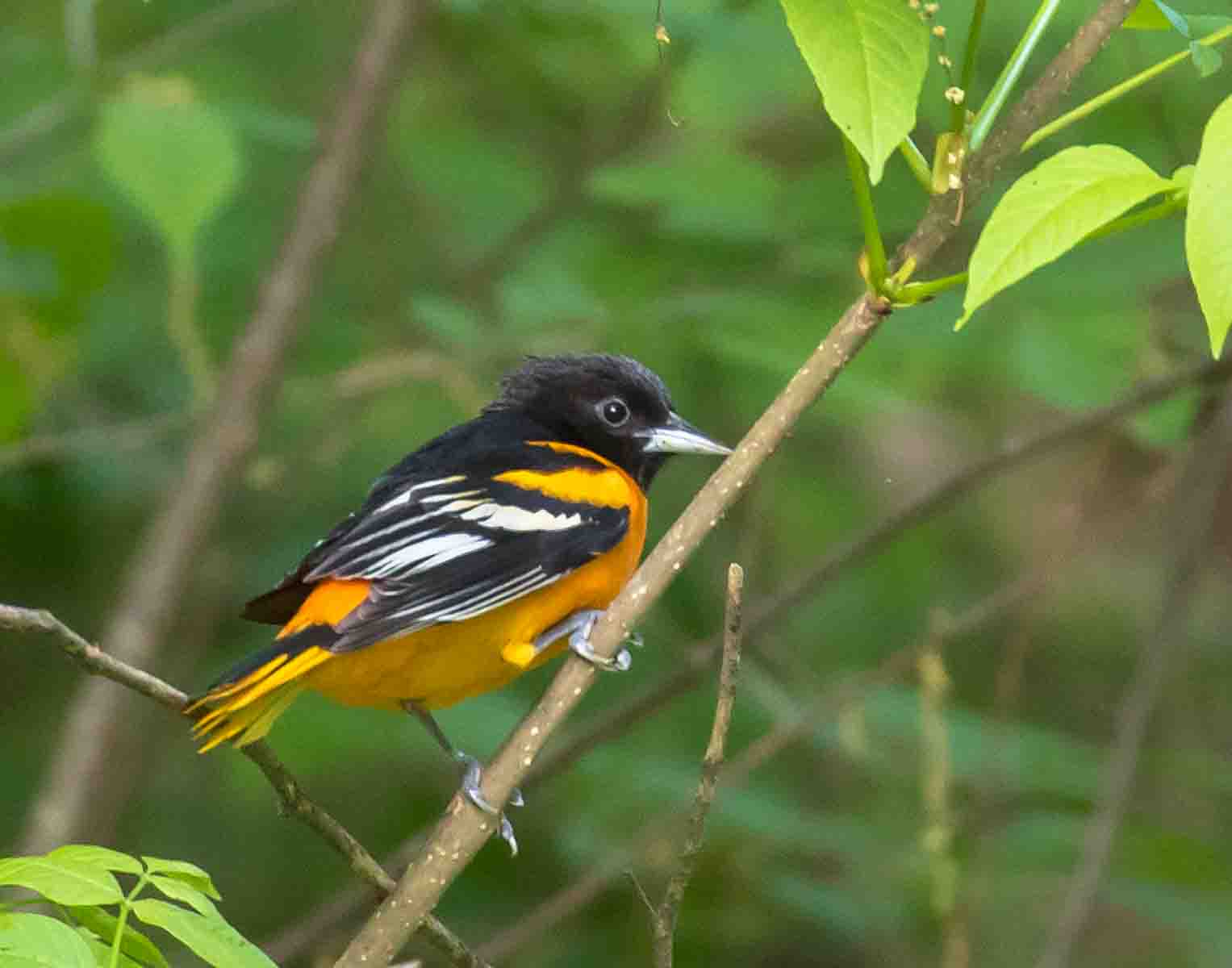 A Baltimore Oriole perching in a tree.