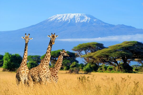 The Wonders of Africa