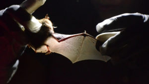 Bats wing is studied by a researcher.