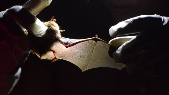 Bats wing is studied by a researcher.