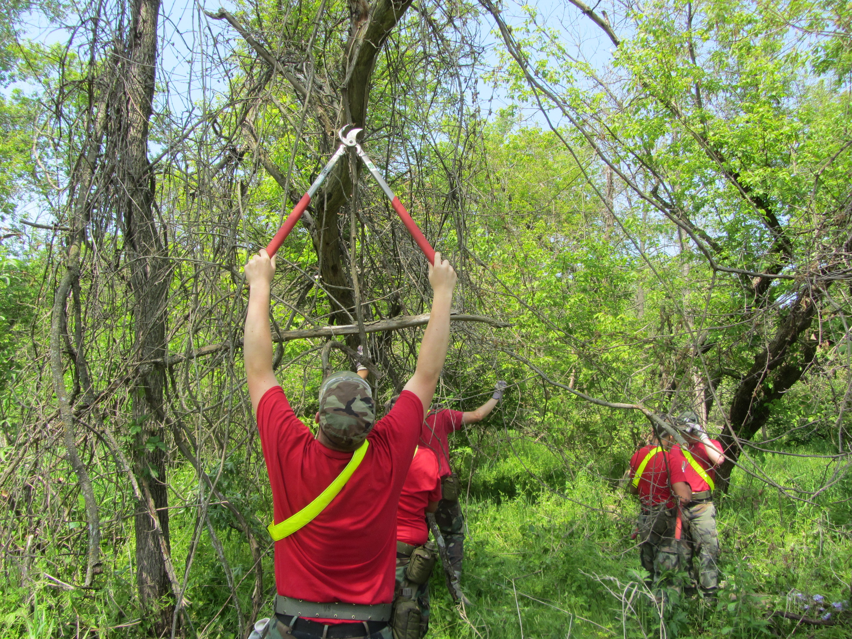 Volunteers work to trim plants at the Mississippi Valley Conservancy