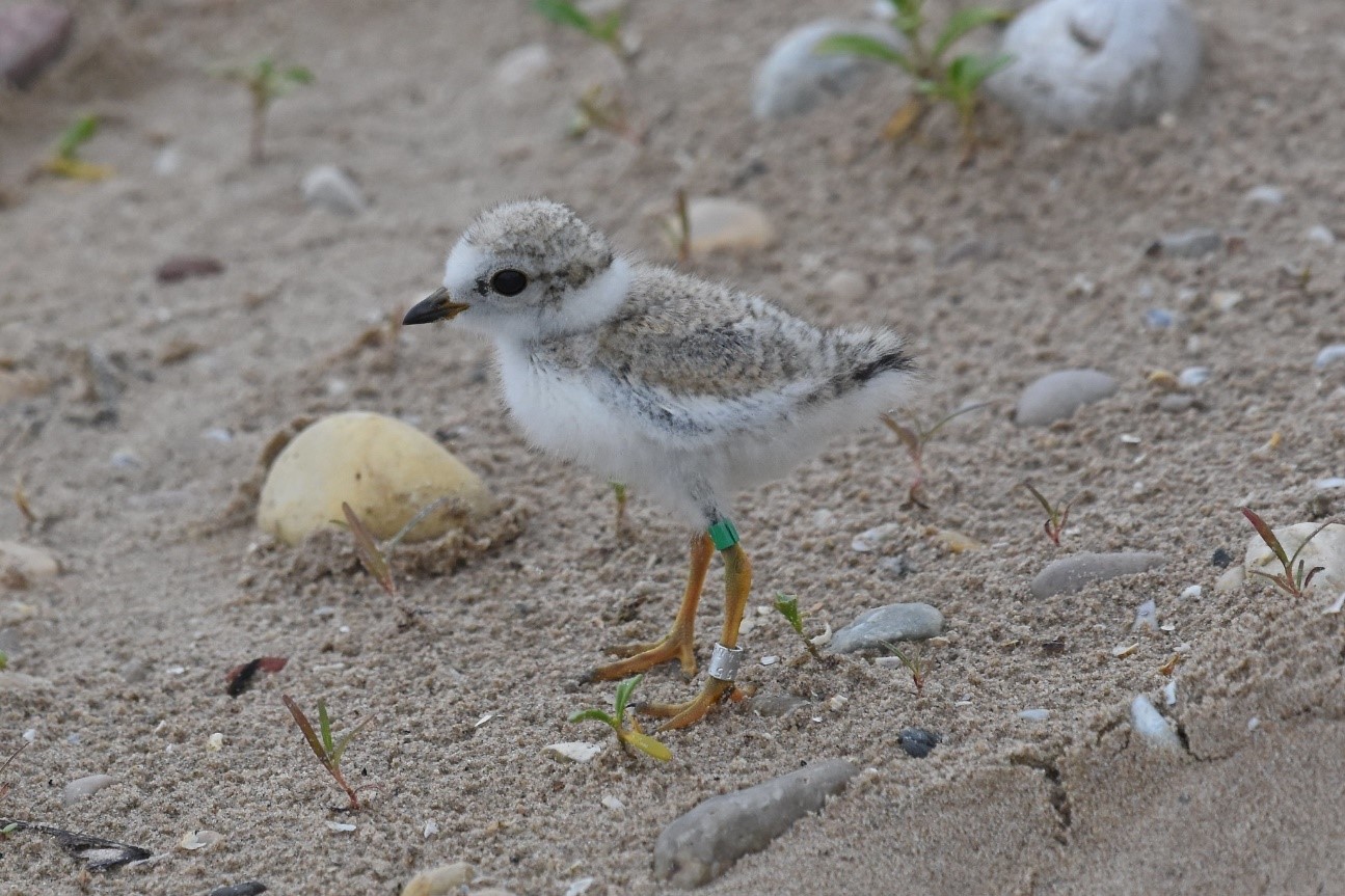 Piping Plover in its natural habitat.