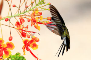 Hummingbird In The Wild