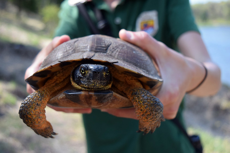 The Wisconsin Amphibian and Reptile Conservation Fund