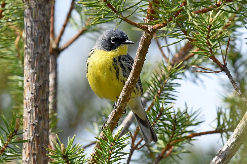 Birds of Wisconsin Legacy Fund