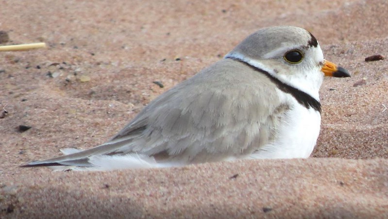 Piping Plover by Anne Geraghty