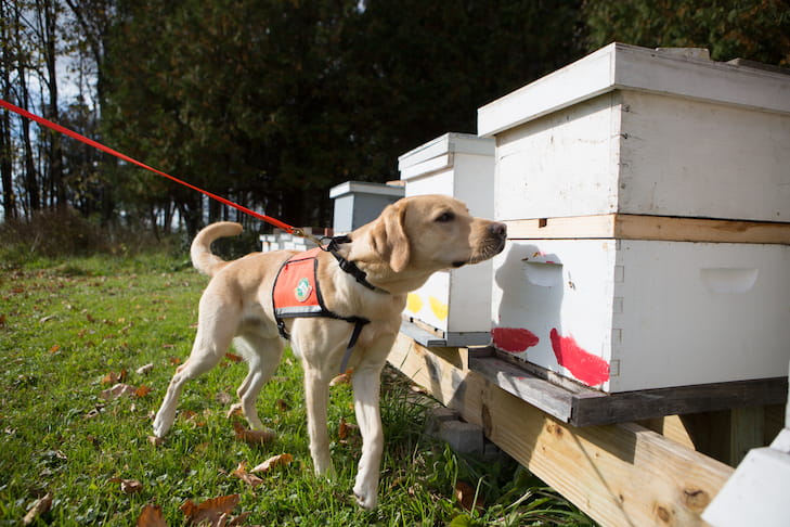 Conservation Dogs Lend a Paw in Bumble Bee Surveys