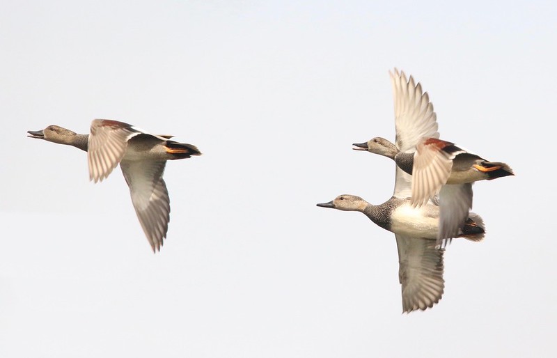 Cedar Grove Ornithological Research Station Fund