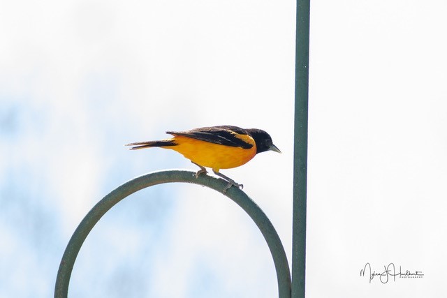 Backyard Birding with the Great Wisconsin Birdathon