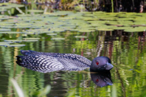 A loon wading in water with lily pads in the background