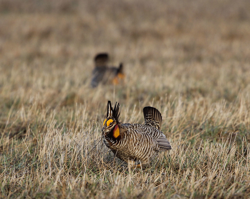 Dane County Conservation League Prairie Chicken Fund