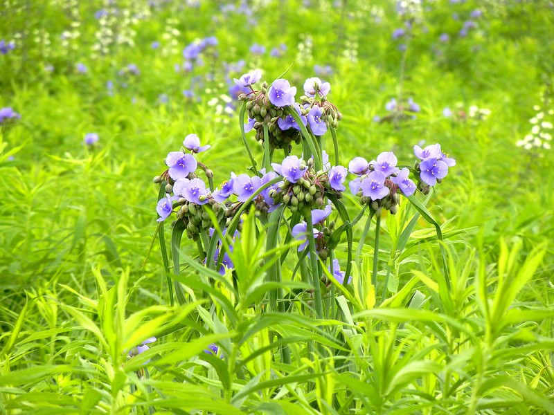 Fair Meadows State Natural Area Fund