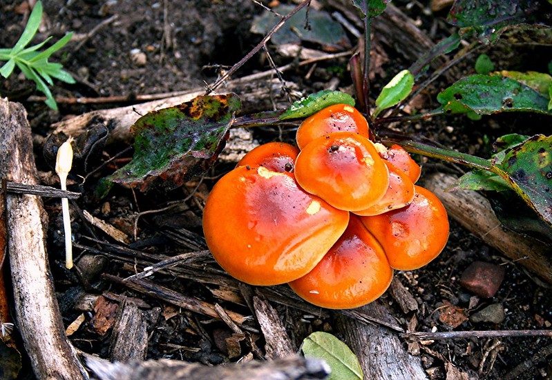 Wisconsin Rare Plant Preservation Fund