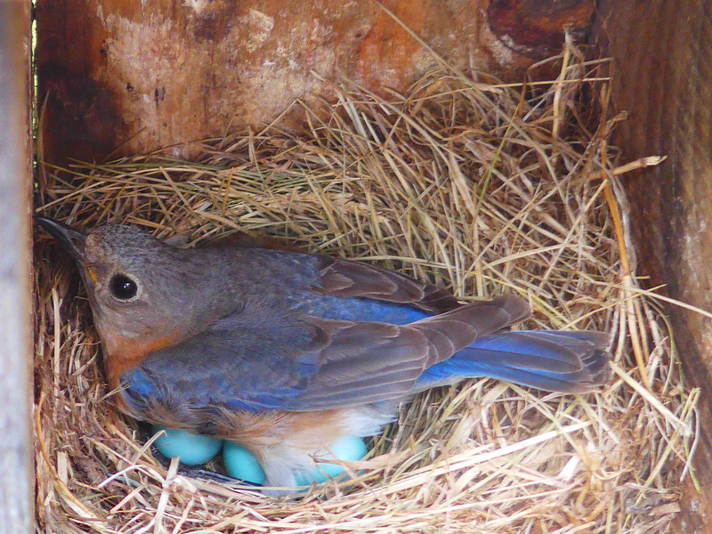 Harold Ramon Cram, Jr. Bluebird Restoration Fund