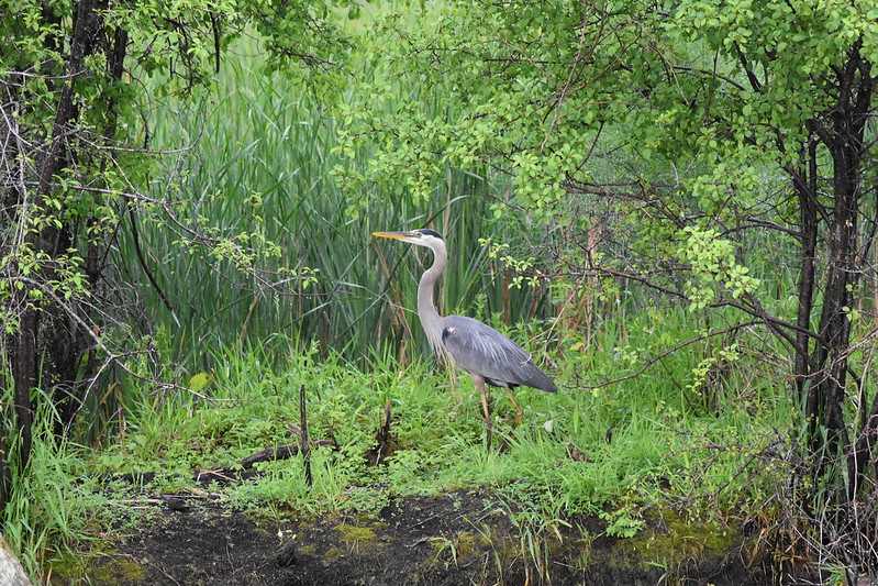 Cedarburg Bog Stewardship Fund