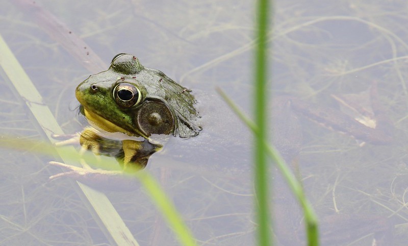 Wisconsin Amphibian and Reptile Conservation Fund