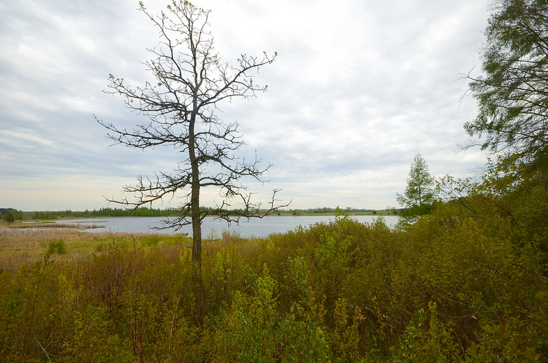 Elward J. Engle Bass Lake Fen Endowment Fund